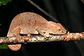 Panther chameleon furcifer pardalis female