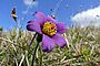 Pasque Flower (Pulsatilla vulgaris) (17022184800).jpg