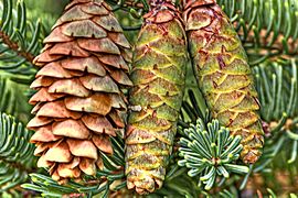 Picea glauca cones