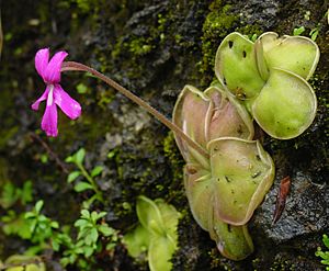 Pinguicula moranensis.jpg