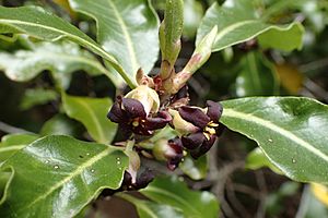 Pittosporum tenuifolium kz5