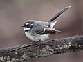 Rhipidura albiscapa -Canberra, Australia-8