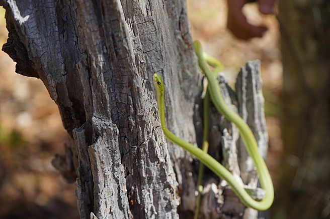 Rough Green Snake