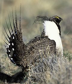 SageGrouse21