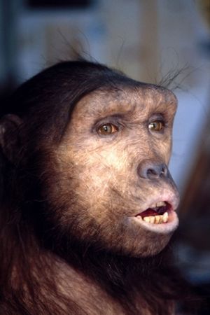 Sahelanthropus tchadensis reconstruction