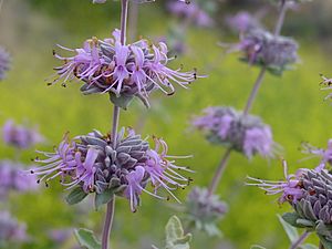 Salvia leucophylla.JPG