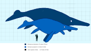 Shonisaurus compared to a human