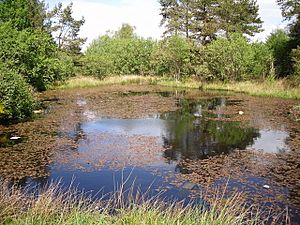 Small Pond on Fannyside Road, Cumbernauld - geograph.org.uk - 1321785