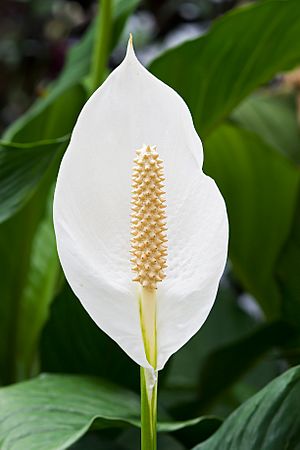 Spathiphyllum cochlearispathum RTBG