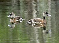 Spotted whistling-duck lockhart08