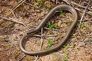 Striped legless lizard.jpg