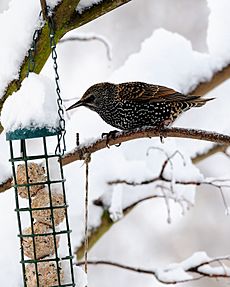 Sturnus vulgaris -England -bird feeder-8