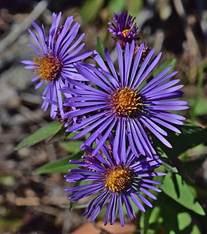 Symphyotrichum novae-angliae3.jpg