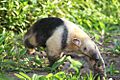 Tamandua Pantanal