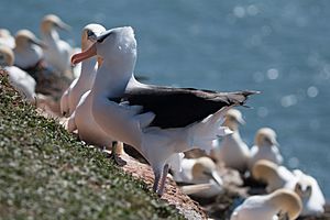 Thalassarche melanophris heligoland-4