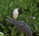 Tropical Mockingbird 5 (4358525232).jpg