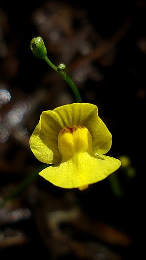 Utricularia gibba flower 01.jpg