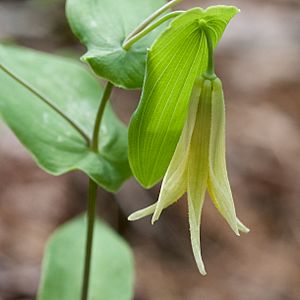 Uvularia perfoliata 2.jpg