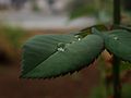 Water Drop on rose leaf