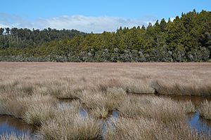 Wetland at Okarito Lagoon