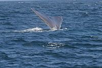 Whale tail