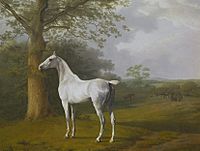 White Horse in Pasture