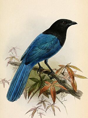 XanthuraMelanocyaneaKeulemans