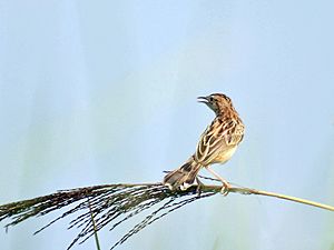 Zitting Cisticola (Non-breeding plumage) I2 IMG 4282