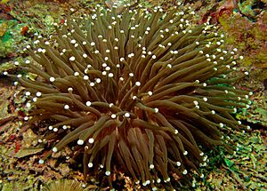 Anemone Coral (Heliofungia actiniformis) (8491771017).jpg
