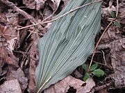 Aplectrum hyemale leaf closeup