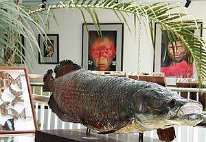 Arapaima.jpg