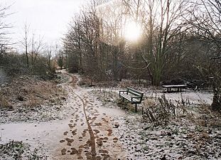 Attenborough Nature reserve - geograph.org.uk - 1062596