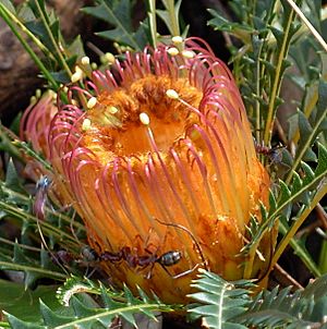 Banksia dallanneKNP
