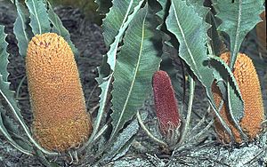 Banksia goodii.jpg