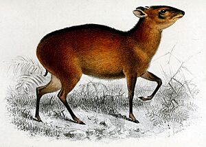 Bay duiker