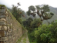 Big terraces bromeiliads