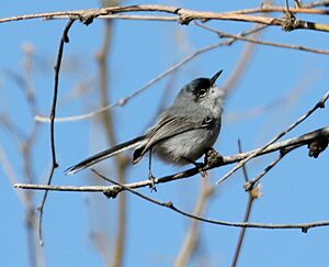 Black-capped Gnatcatcher (Polioptila nigriceps) (16688757420).jpg