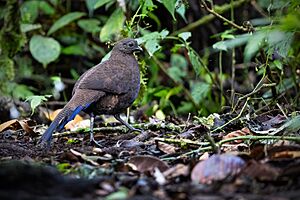 Bronze-tailed Peacock-pheasant 0A2A6154.jpg