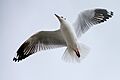 Brown-headed Gull, Chroicocephalus brunnicephalus