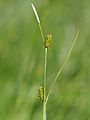 Carex lepidocarpa