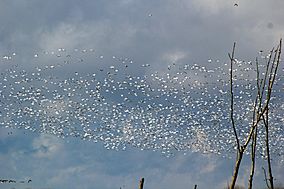 Chautauqua NWR Snow Geese.jpg