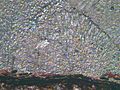 Coal ball thin section1