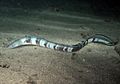 Conger cinereus, de nuit