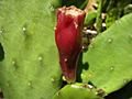 Eastern prickly pear fruit