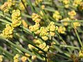 Ephedra distachya (male flowers) 1