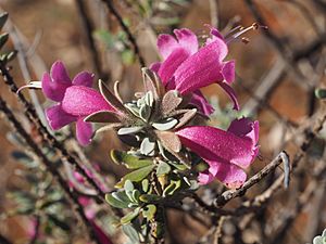 Eremophila glandulifera (leaves and flowers).jpg