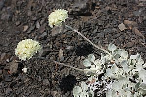 Eriogonum ovalifolium 5708