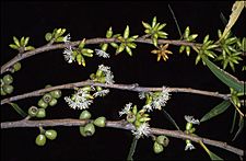 Eucalyptus moorei fruit