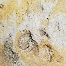 Fencepost limestone Pfeifer assemblage 20160626