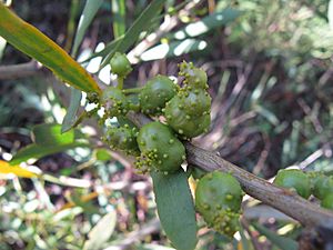 Galls of Trichilogaster acaciaelongifoliae (Froggatt) 9798